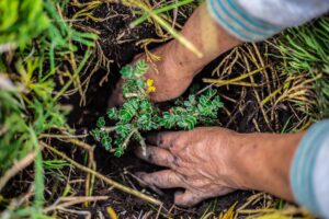 Tree planting in Peru